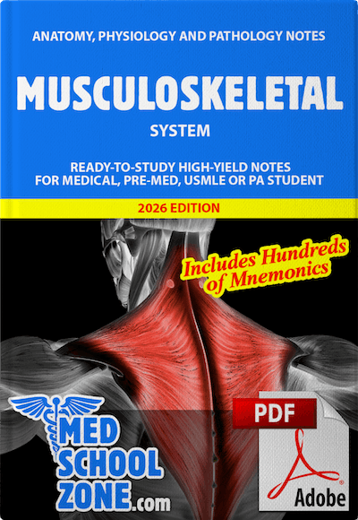 Musculoskeletal System