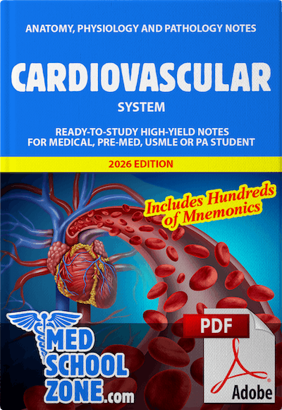 Cardiovascular System