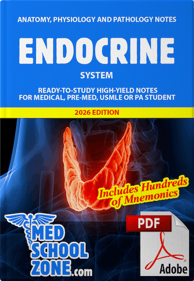 Endocrine System