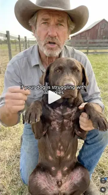Farmer Paws reel: if your dog is struggling with allergies
