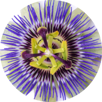 Passionflower