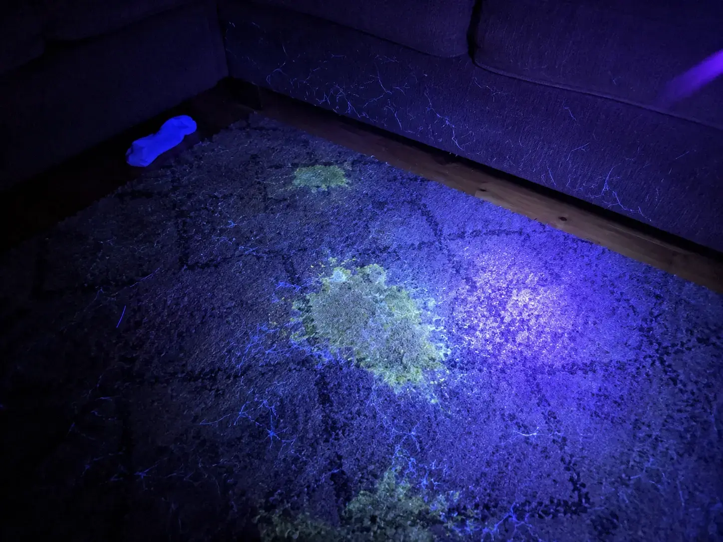 Carpet under a UV light before Rascal, with glowing urine spots