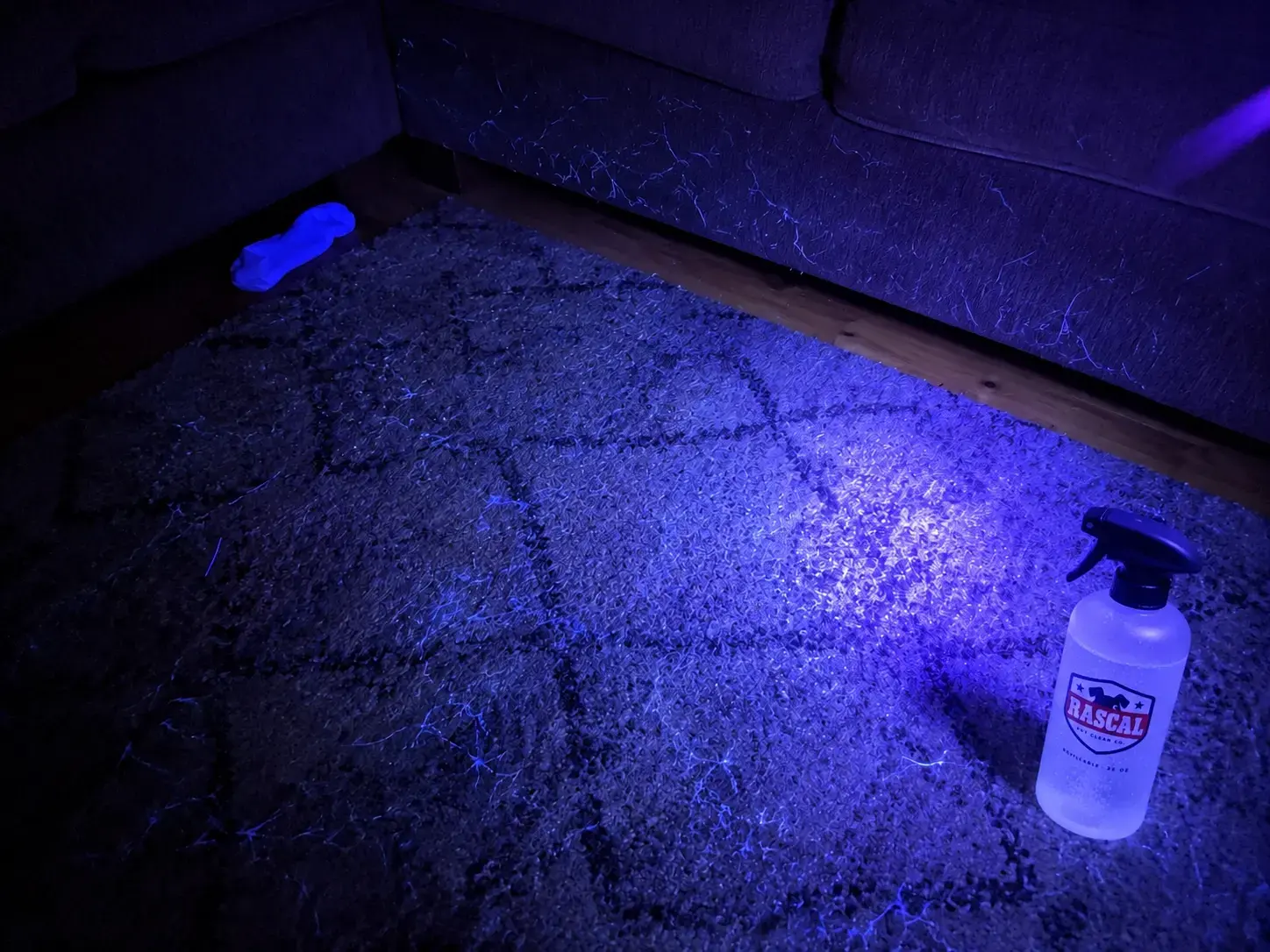 The same carpet under a UV light after Rascal