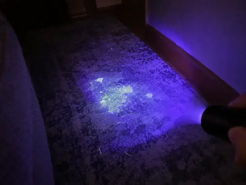 Old urine spots glowing under a UV light