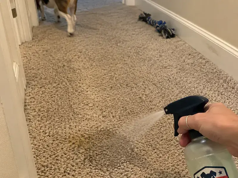 Spraying a fresh pet urine spot on carpet