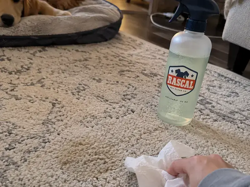Cleaning up after a puppy accident on a rug